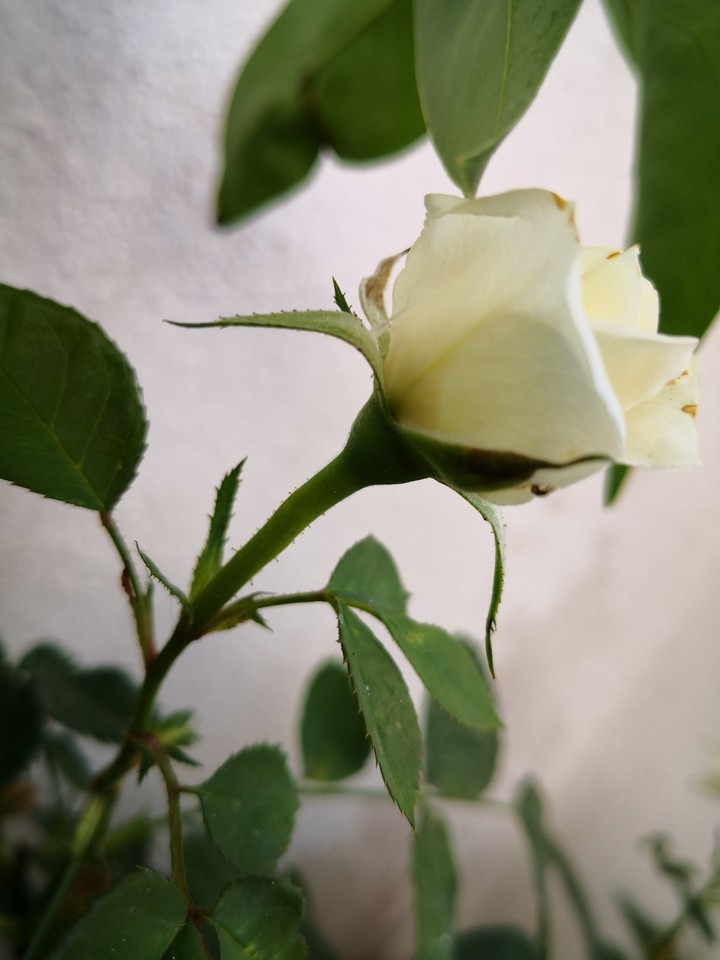 Rosa