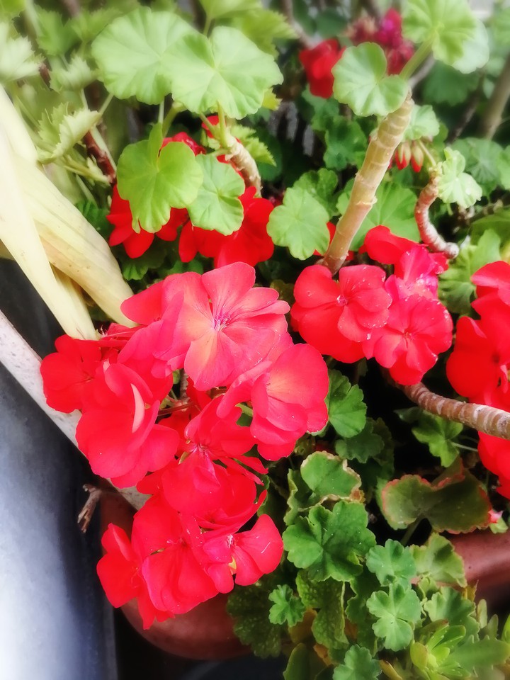 GERANIO ROJO (PELARGONIUM ZONALE)