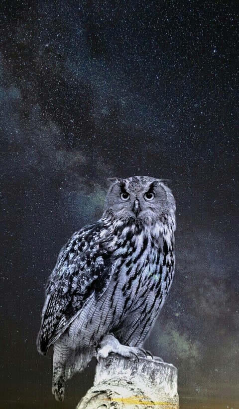 I love owls! <3
