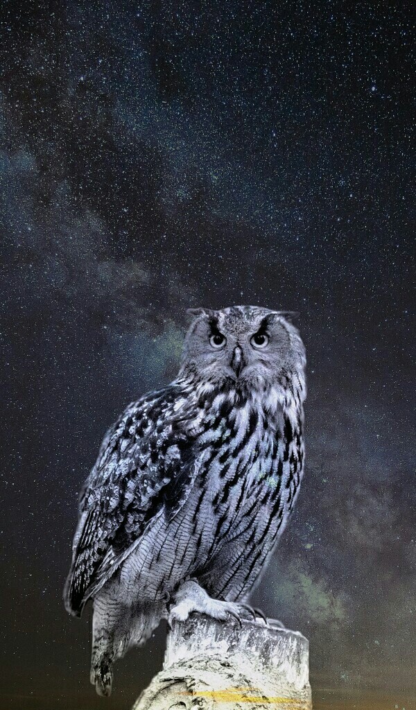 I love owls! <3