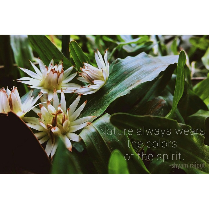 nature love