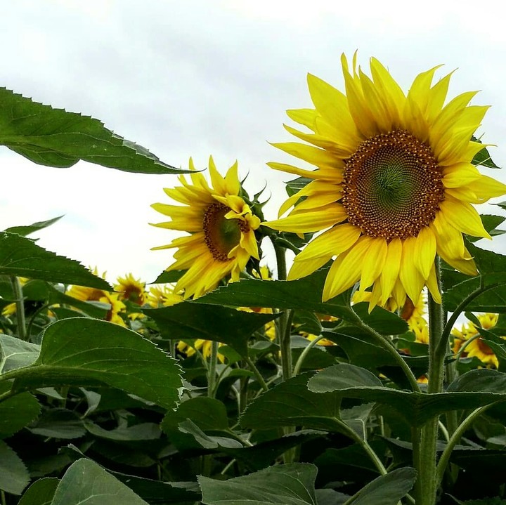 sunflower