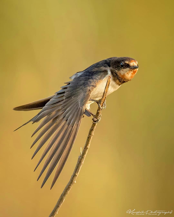 Bird