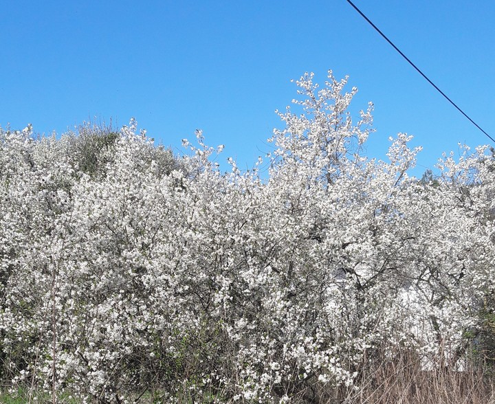 Baumblüte 4