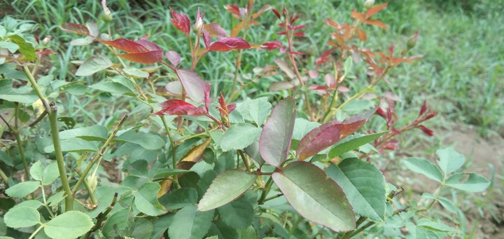 Rose tree