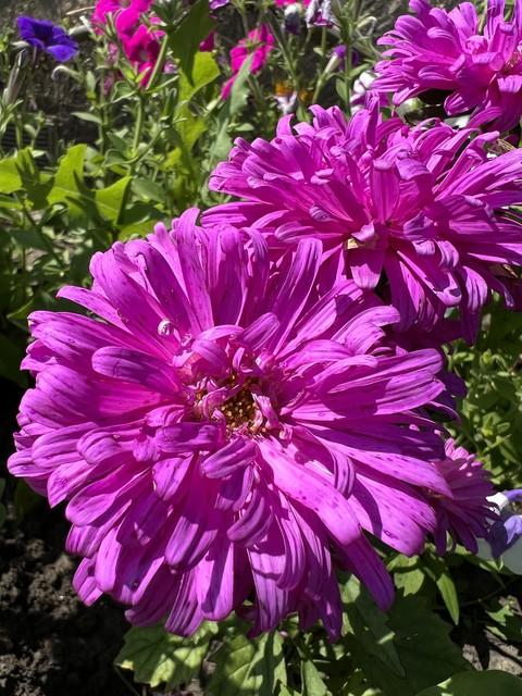 magenta, plant háttérképek