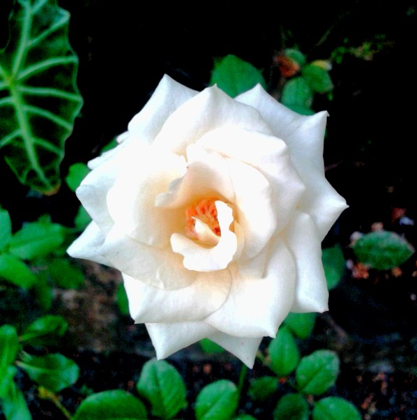 Rose