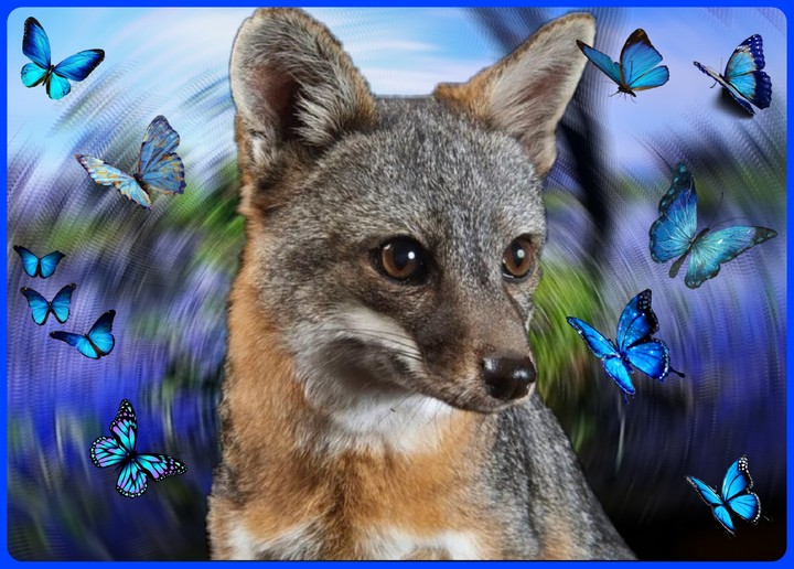 Animal Fantasy