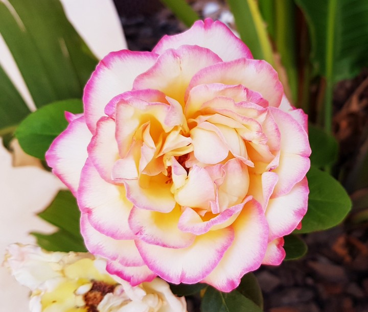 A Rose