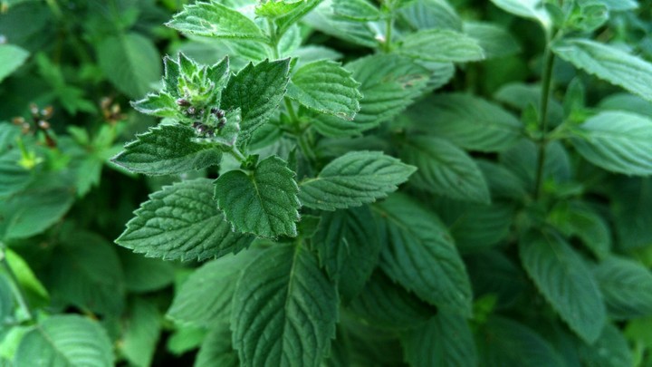Mint