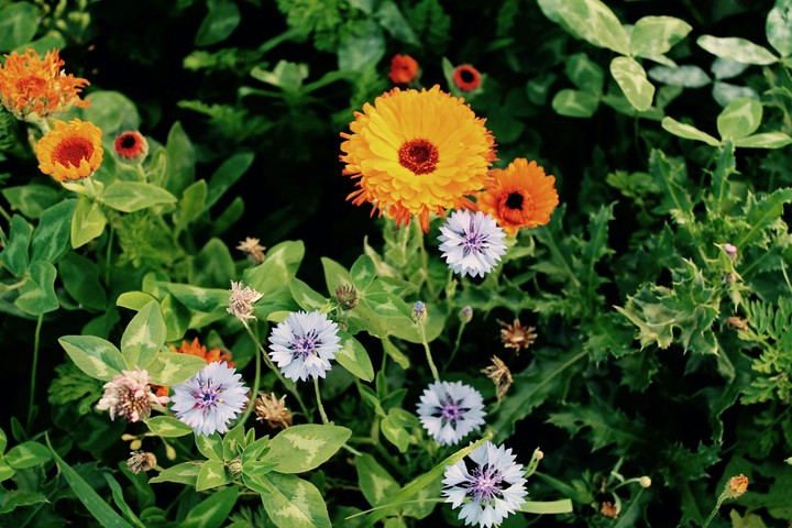 loving flowers