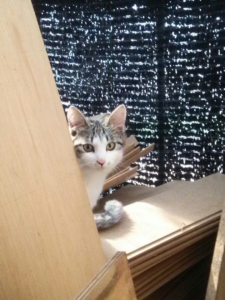 cat