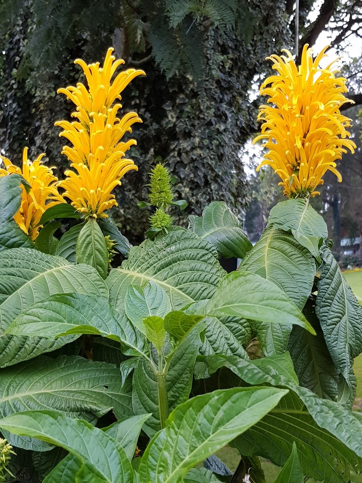 yellow bottle brush