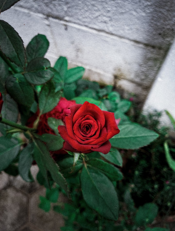 Rose