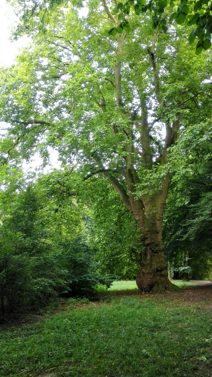 Giant tree castle garden