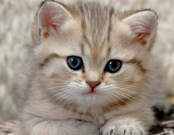 Котик