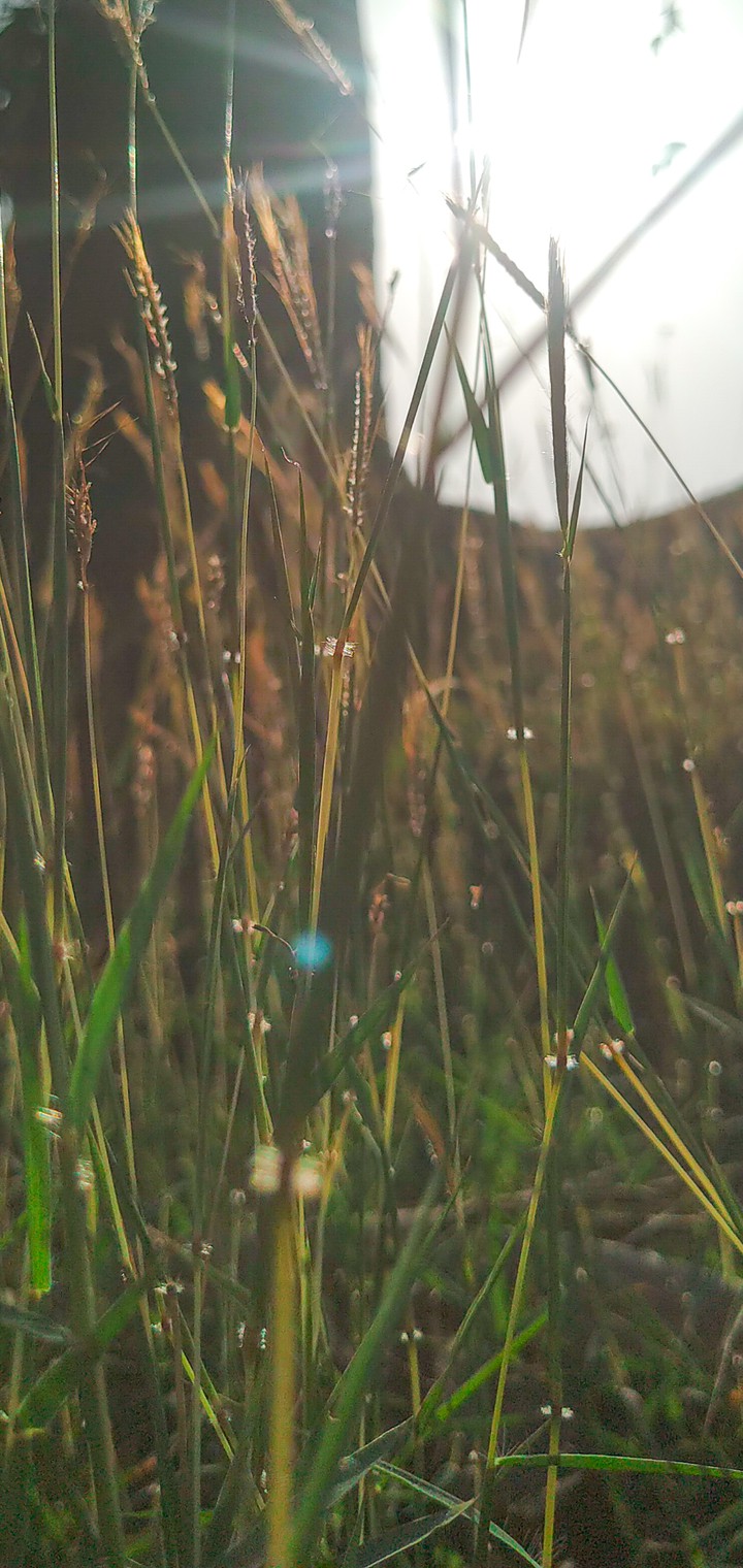 Into the Tall grasses !