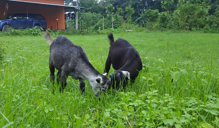 goats