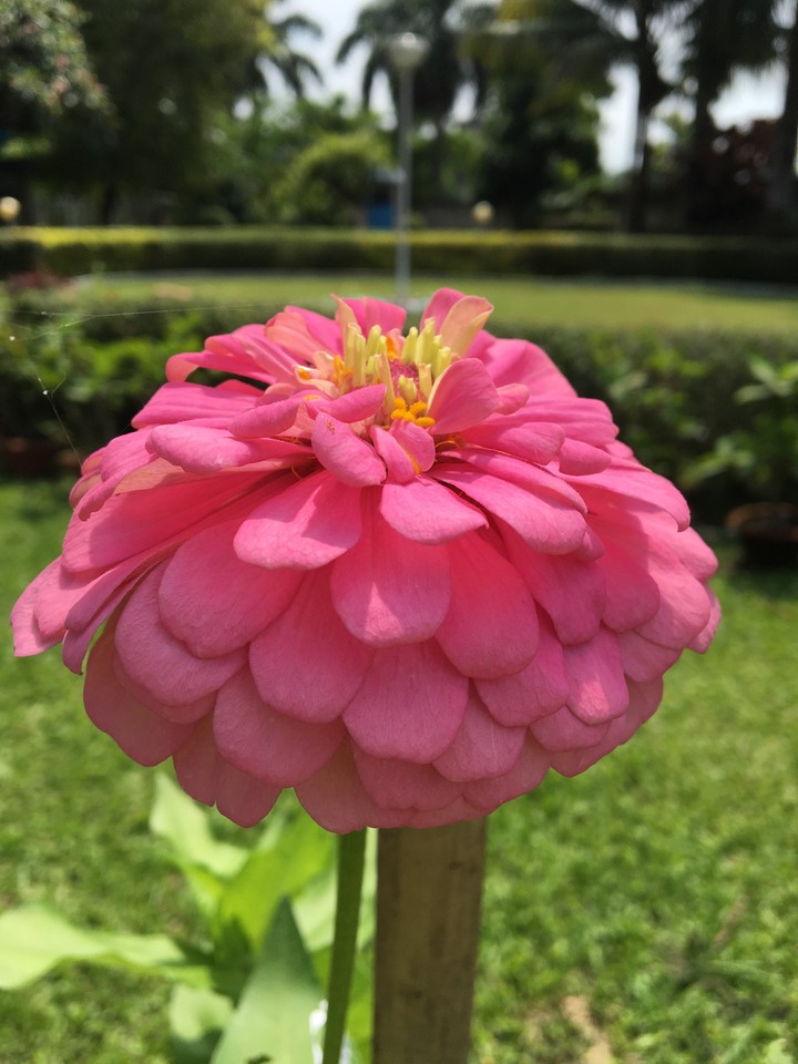 Pink Zinnia