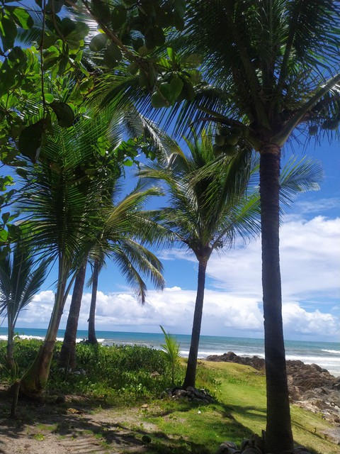 arecales, Coconut Hintergrundbilder
