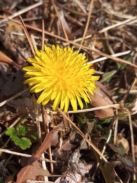 fondos de pantalla Dandelion, plant