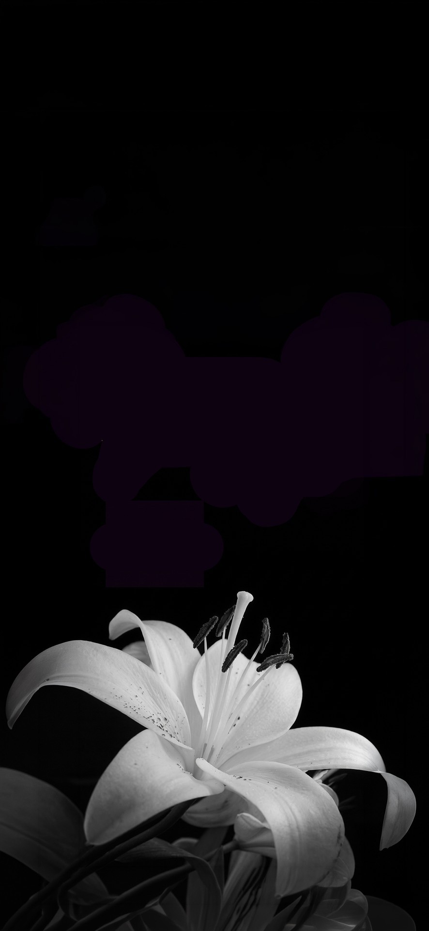 White, monochrome Hintergrundbilder