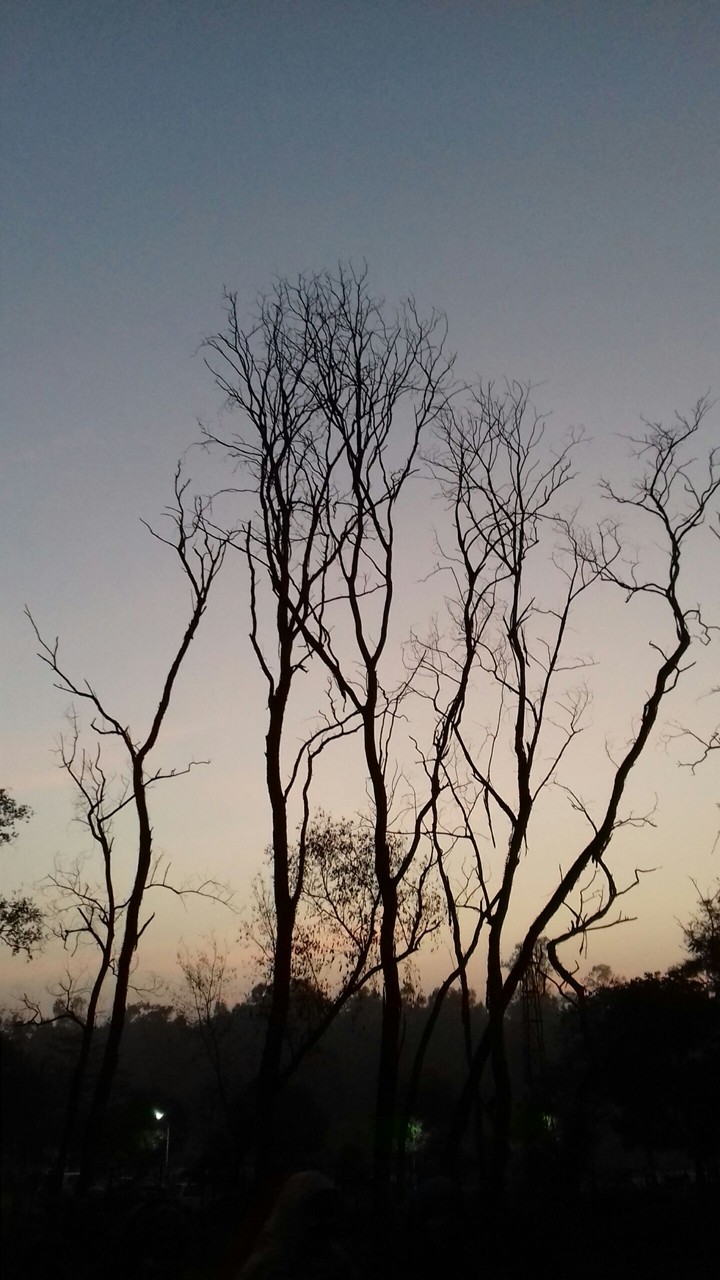 Forest in the dusk