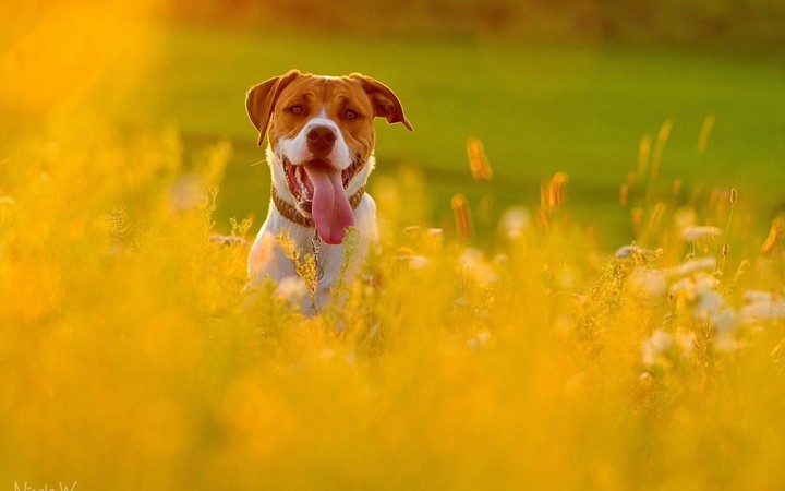 Dog At Feild :-)