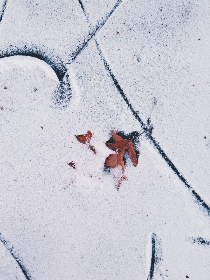 Leaf Under Snow