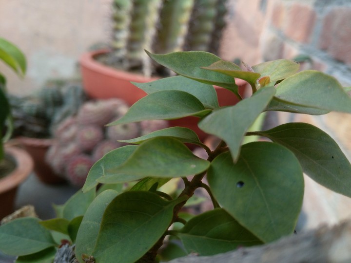leaf