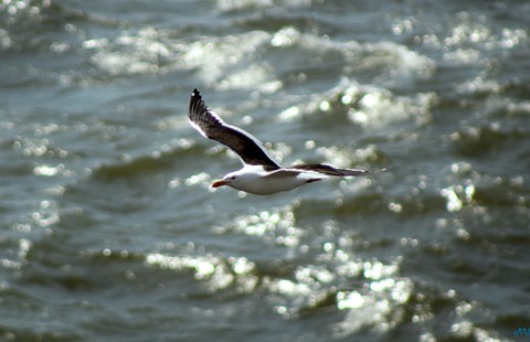 seagull in action