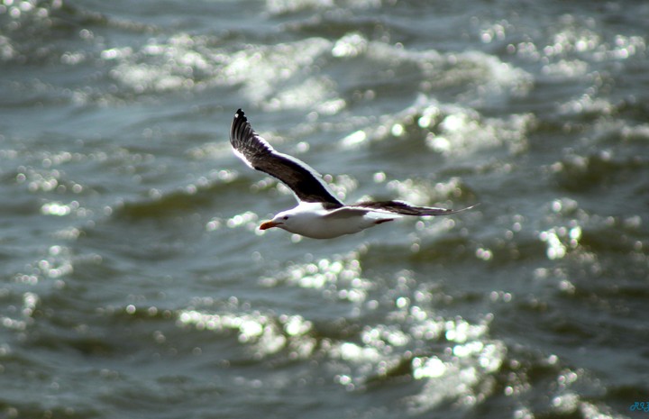 seagull in action