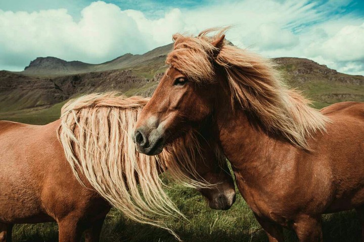 Horse Beauty
