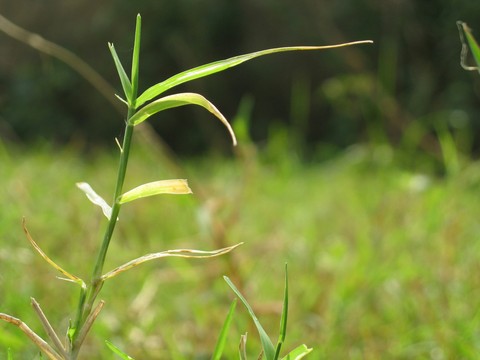 Grassland