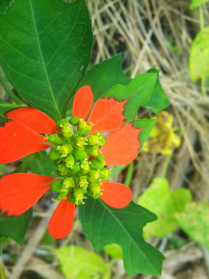 kautimale