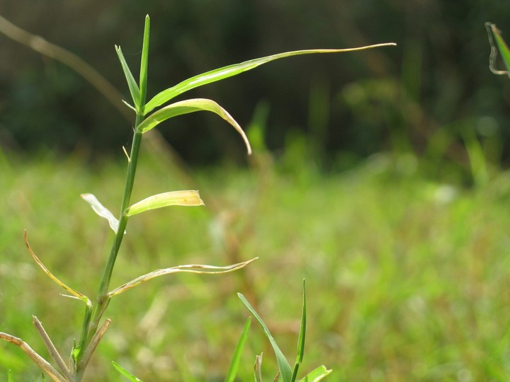 Grassland