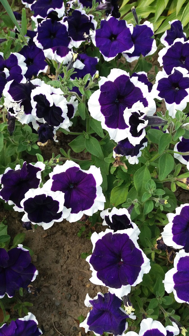 Petunia