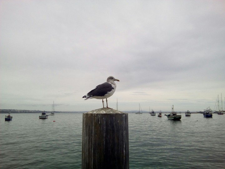 sea gull