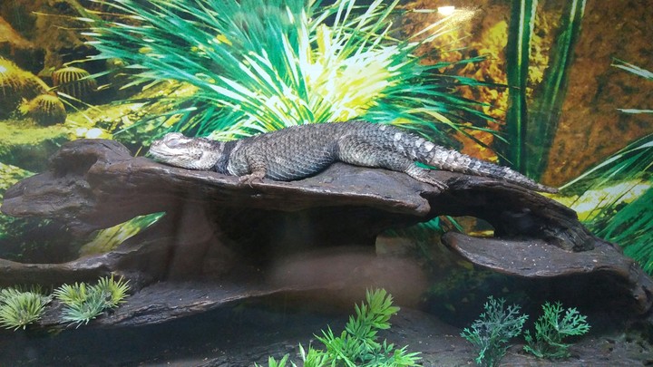 Lizard, Cape May Zoo