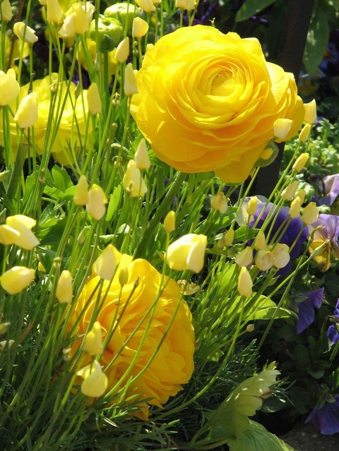 hình nền wildflower, flower