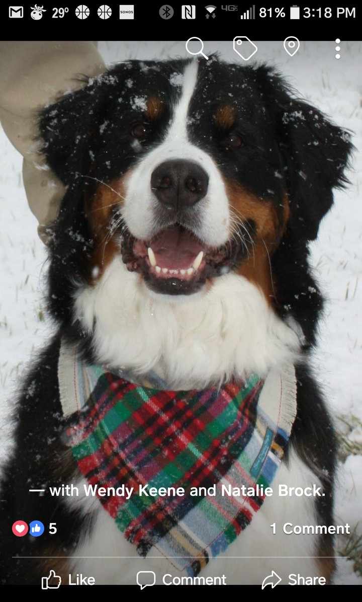 snow pup