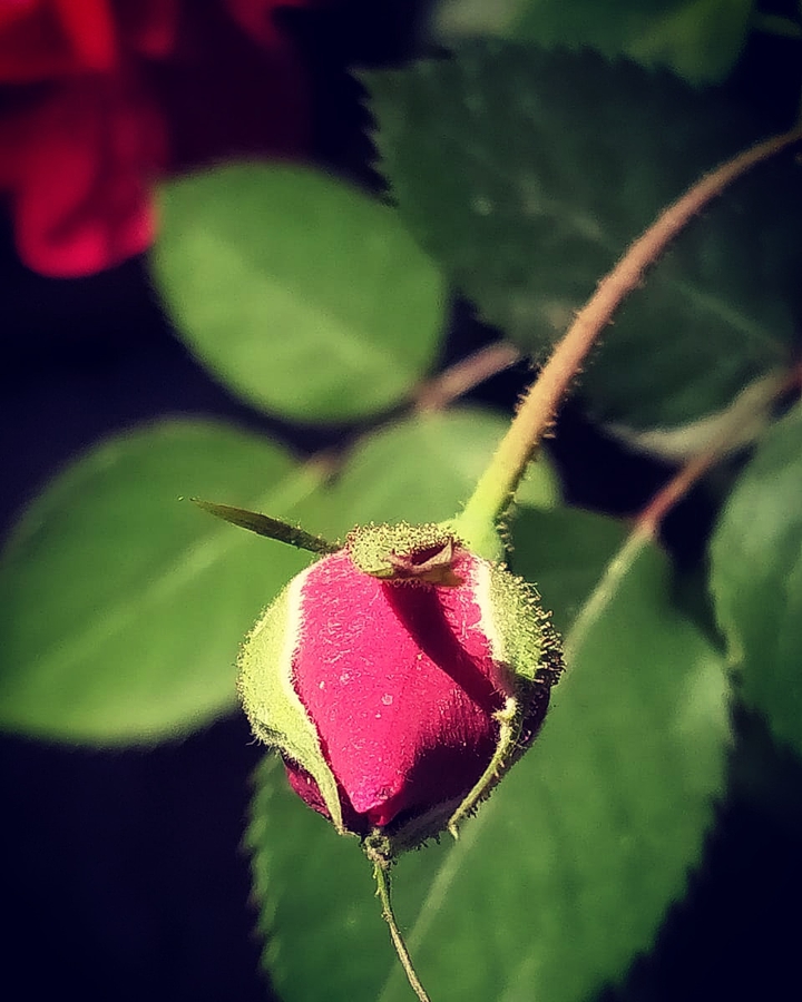 Red Rose