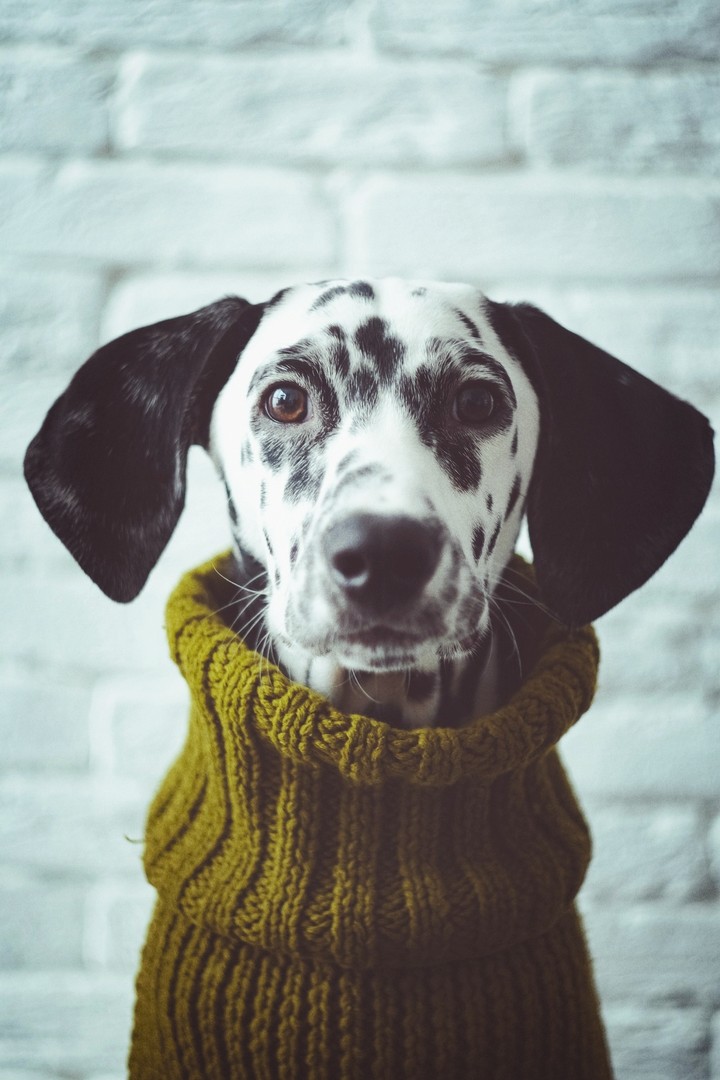 dog