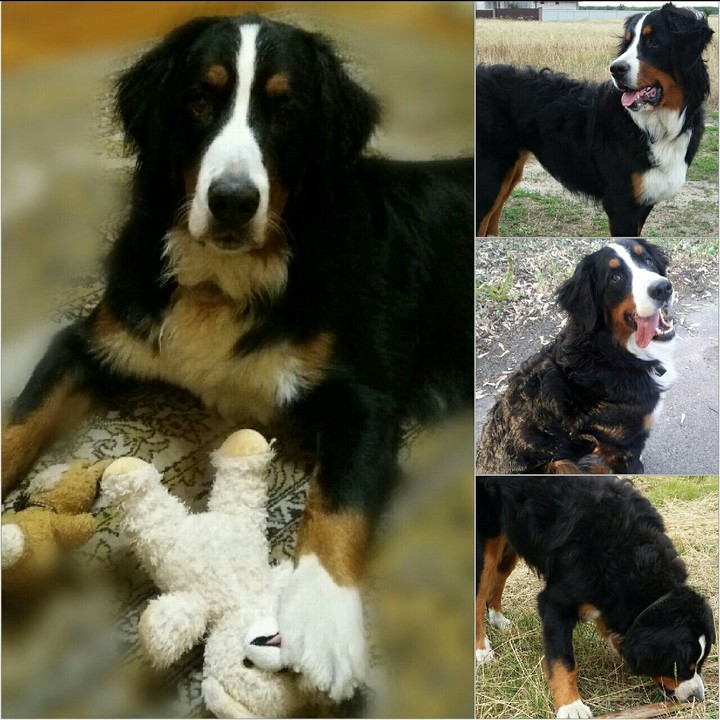 The beautiful dog of My friend!