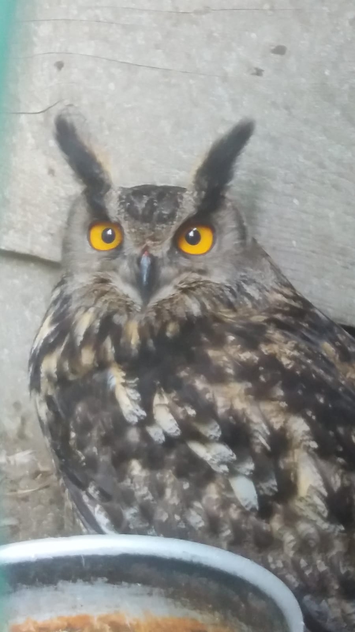 owl