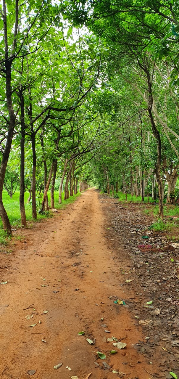 pathway