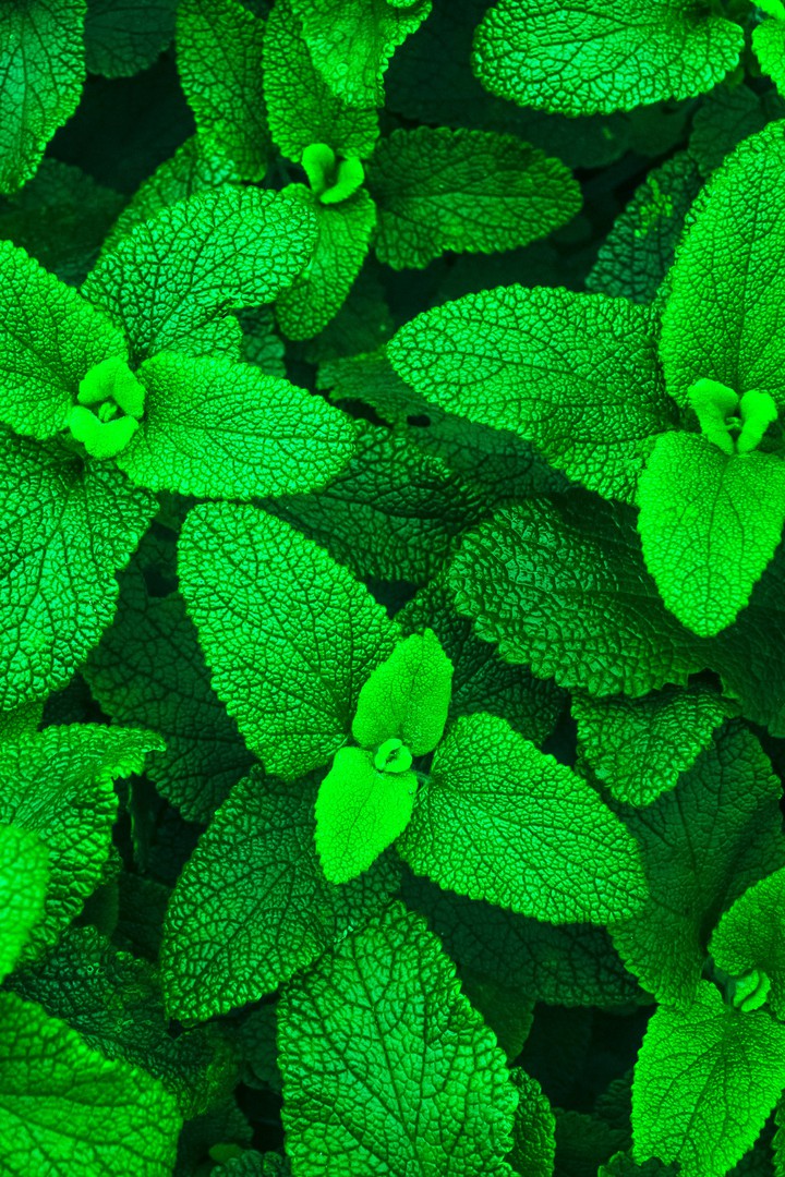 Mint