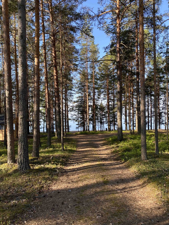 Summer forest