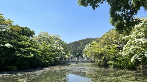 tree, watercourse wallpapers