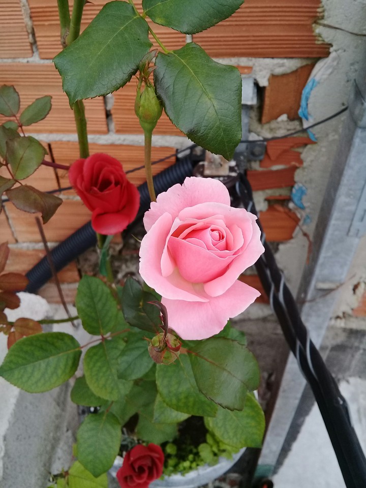 meu jardim
